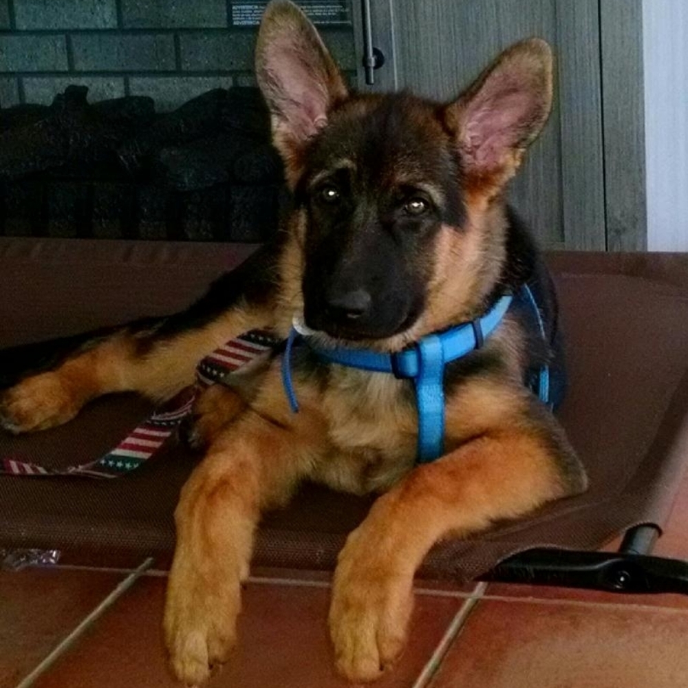 Meet your Posher, Wendy